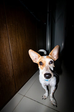 Vertical flash portrait of a mutt dog with big ears and brown spots