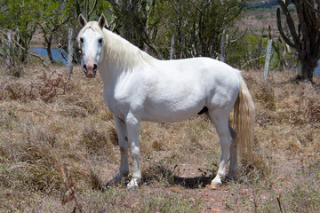 Obraz premium A white horse roaming freely in the dry grass pasture, under a sunny day and blue sky