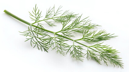 Fresh Green Dill