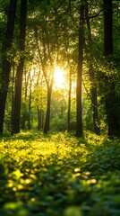 Sunlight filters through forest trees