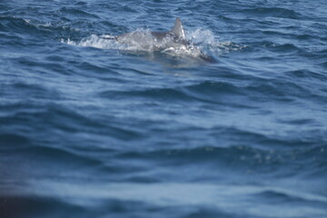 Naklejka premium Amazing Dolphins in the Indian Ocean, Sri Lanka 