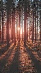 Obraz premium Golden Serenity in the Forest