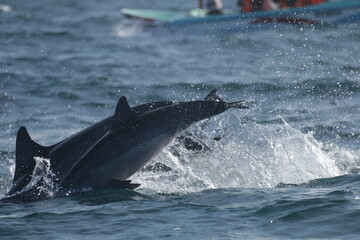Fototapeta premium Amazing Dolphins in the Indian Ocean, Sri Lanka 