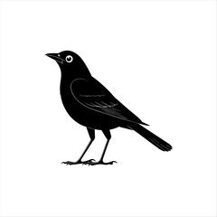Black Bird Silhouette on White Background