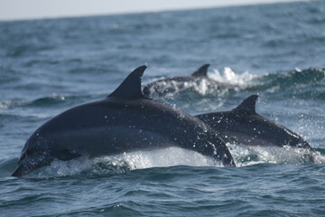 Amazing Dolphins in the Indian Ocean, Sri Lanka 