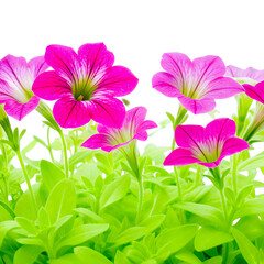 Pink and white daisy blossoms create a floral bouquet of spring beauty