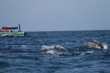 Amazing Dolphins in the Indian Ocean, Sri Lanka 