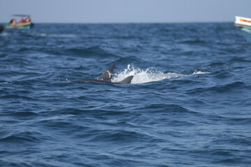 Fototapeta premium Amazing Dolphins in the Indian Ocean, Sri Lanka 