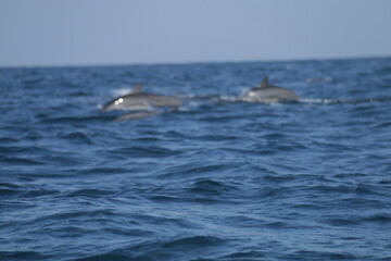 Fototapeta premium Amazing Dolphins in the Indian Ocean, Sri Lanka 