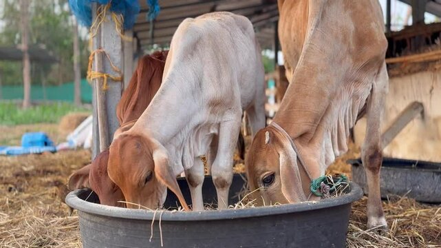 Brown calf eating hay from a black feeding trough with mother cow in the background at a rural farm. Agriculture and livestock farming concept.&rdquo;