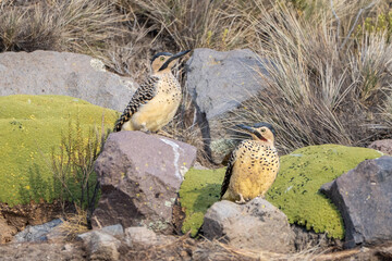 pit&iacute;o del norte