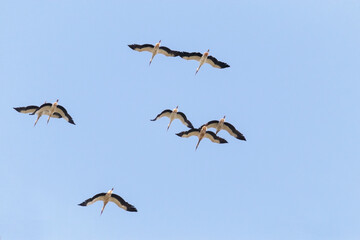Cigüeñas blancas (Ciconia ciconia) pilladas en vuelo
