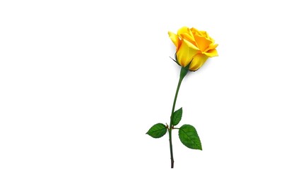 Obraz premium Yellow Rose on white Background