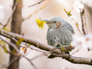 桜にとまるヒヨドリ。タンポポを食べるヒヨドリ