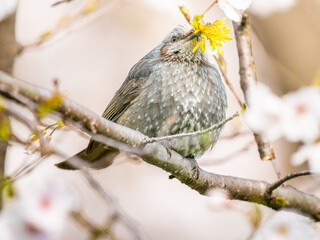 桜にとまるヒヨドリ。タンポポを食べるヒヨドリ