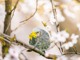 桜にとまるヒヨドリ。タンポポを食べるヒヨドリ