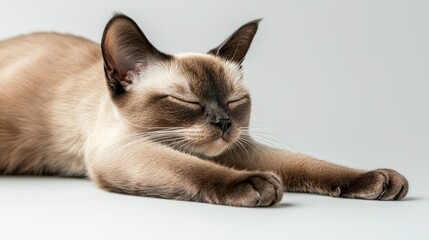 Cat muscles with powerful concept. Sleeping cat in a relaxed pose, stretching on a plain background.