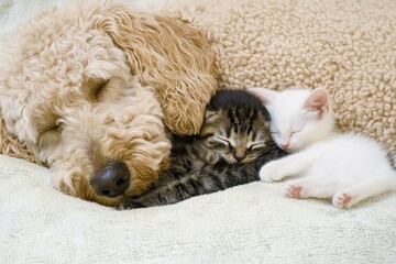 Cozy Dog and Kitten Snuggling Together in Gentle Lighting