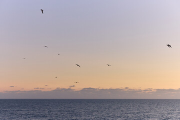 a flock of seagull birds flying in circles in portugal 