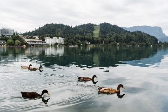 Ducks on lake Bled
