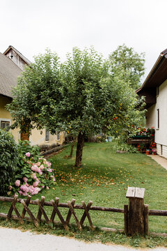traditional slovenian homes and tree