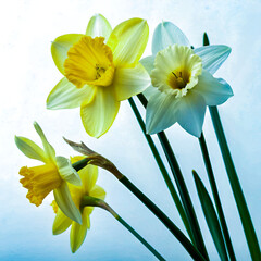 Fototapeta premium Yellow daffodils bloom, isolated floral spring beauty