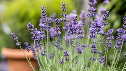 Naklejka premium Beautiful Lavender House Plant in a Pot