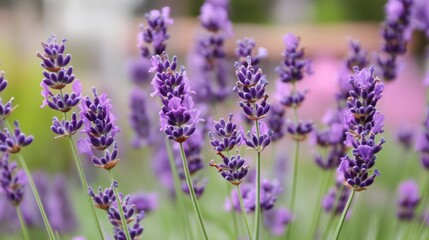 Obraz premium Beautiful Lavender House Plant in a Pot