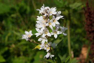 Milk-flowered bell (Campanula lactiflora), a perennial herbaceous plant, in the mountains of the North Caucasus on a sunny summer day, Dombay, Karachay-Cherkessia, Russia