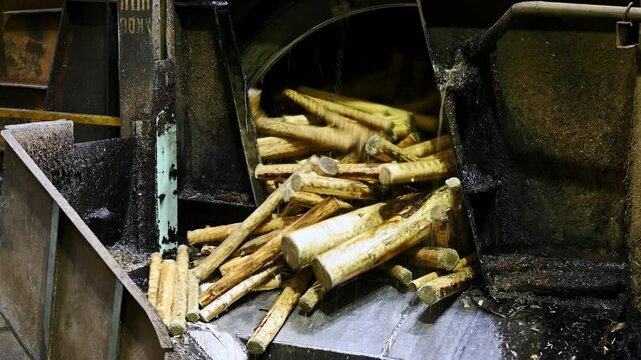 Wet peeled wooden logs fall out of debarking drum at plant