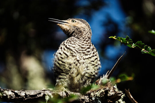 Chilean Flicker