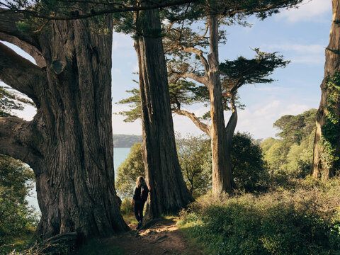 Hiker among tall coastal trees at the coast