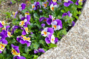 Beautiful pansy flowers in the garden