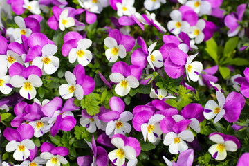 Beautiful pansy flowers in the garden