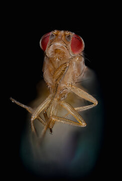 Fruit fly insect