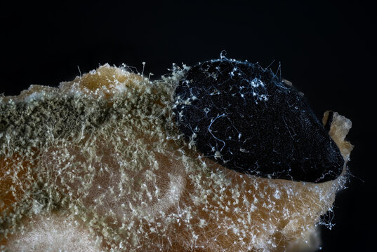 Mold growing on sesame bread