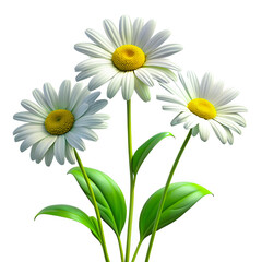 Fototapeta premium Isolated white daisies bloom with yellow centers, capturing summer's floral beauty