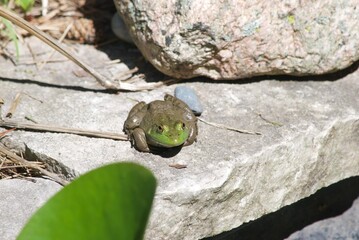frog in pond