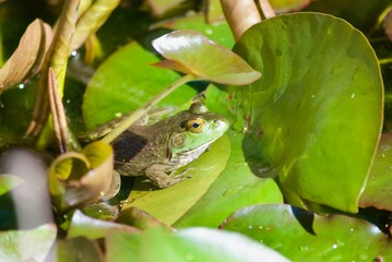 frog in pond