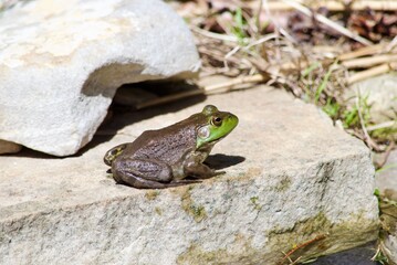 frog in pond