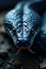 Obraz premium Venomous snake's facial features, dark blue scales, sharp fangs, reptile, wildlife