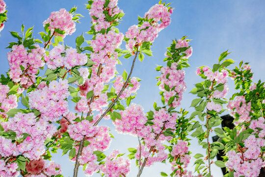 Cherry blossoms with blue sky