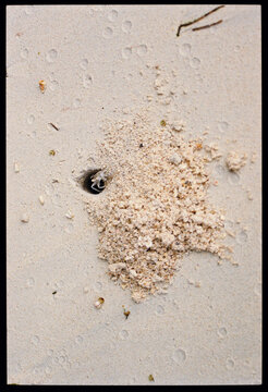 ghost crab burrowing in sandy beach during daytime