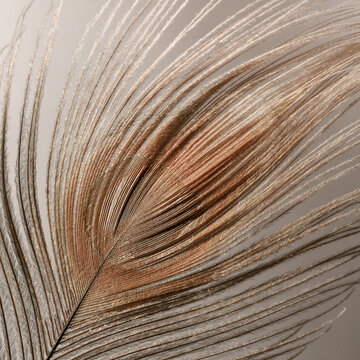 Delicate Peacock Feather Glowing In Sunlight
