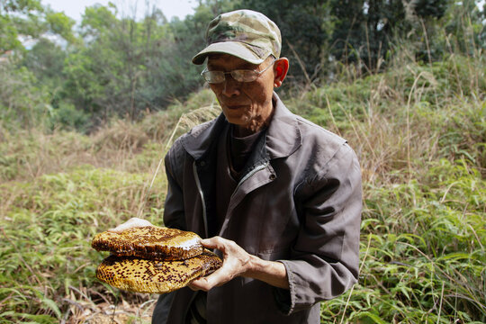 collecting honey