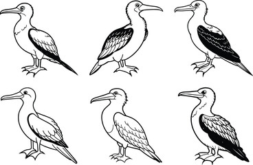 Obraz premium Various Bird Line Art Illustration Collection.