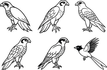Various Bird Line Art Illustration Collection.