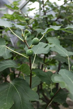 Un ripe figs