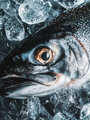 Stunning fresh salmon fish resting on a bed of ice with sparkling drops set against a dark background for visual appeal