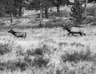 Bull Elk Chasing Cow During Autumn Rut (Black and White)